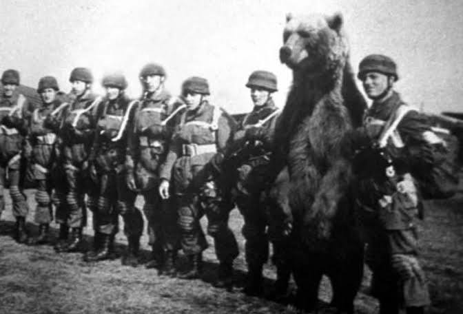 Wojtek standing in formation with Polish soldiers